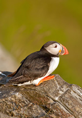 Atlantic puffin sitting on the rock, clean green background, Runde Island, Norway