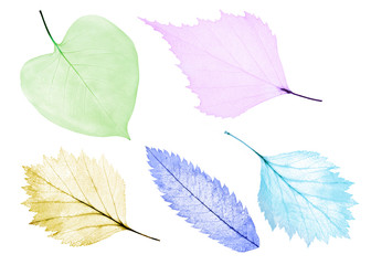 set of five light color leaf skeletons on white