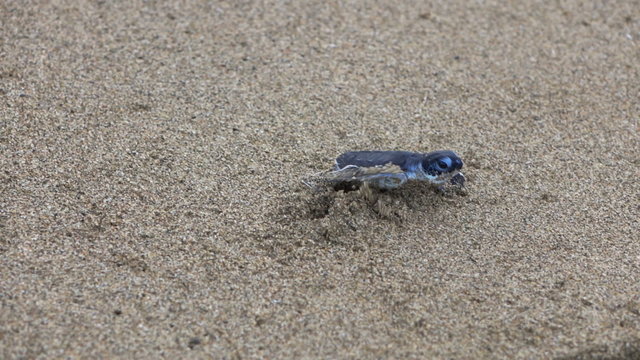 Close up of baby turtle crawling on sand on beach

