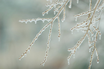 Twigs with frozen buds (in the early spring or at the end of winter)