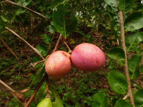 Chrysobalanus icaco, the cocoplum, Paradise Plum and icaco, Amazon, Brazil