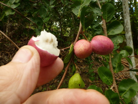 Chrysobalanus icaco, the cocoplum, Paradise Plum and icaco, Amazonas, Brazil