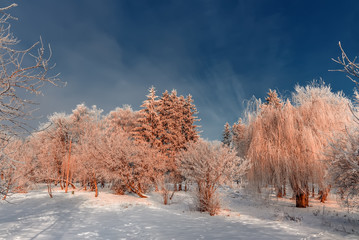 frost covered tree tops on a background of blue sky