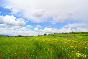 Bellissimo paesaggio di una prateria con dell'erba verde e fiori gialli e con delle nuvole nel cielo blu 
