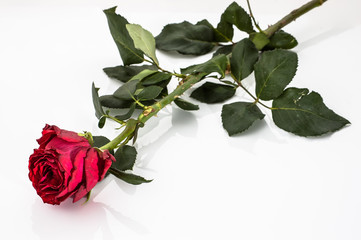 Flower of rose background. Red rose isolated on white background