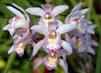 White pink orchids