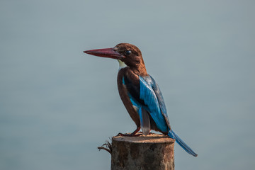White-throated Kingfisher perched on wooden stake