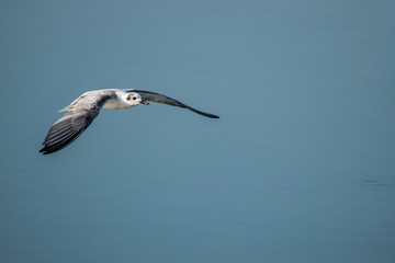 Flying Whiskered tern 