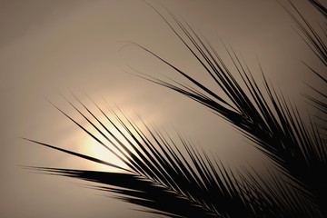  palm leaves in the background of sunlight