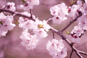 Naklejka premium Slightly blurred beautiful sakura flowers in the morning mist (shallow DOF)