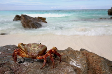 Live crab relaxing on the rock at Tachai island,Thailand