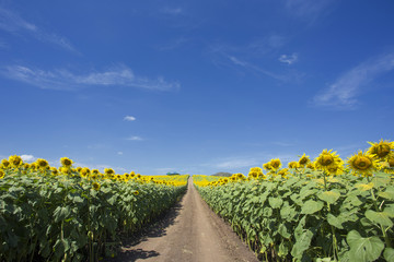 Fototapeta na wymiar Countryside road along yellow rapeseed flower field and blue sky