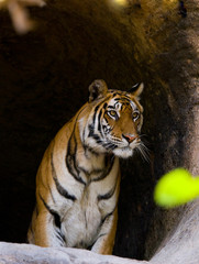 Wild Bengal Tiger in the cave. India. Bandhavgarh National Park. Madhya Pradesh. An excellent illustration.