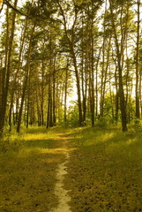 Path through a sunlit pine forest