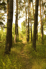 Path through a sunlit pine forest