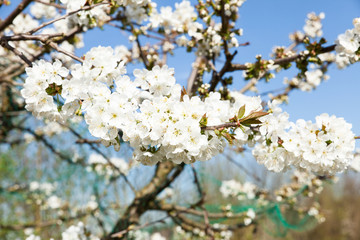flowering cherry branch on a blue sky