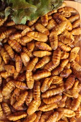 Silkworm pupae