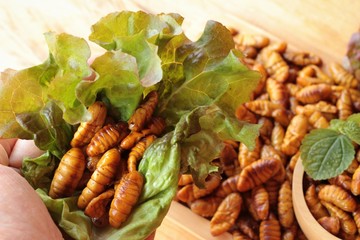 Silkworm pupae