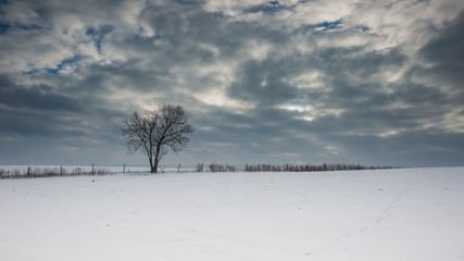 Winter snowy field landscape