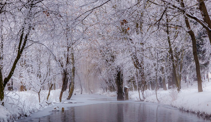 foggy morning in city park.