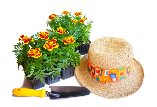 Seedlings of marigolds, starw hat and shovel isolated on white