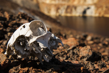 detail of dog skull