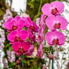 Phalaenopsis orchid hybrids. Beautiful pink orchid blooming in g