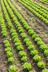 Fototapeta na wymiar culture of organic salad in greenhouses