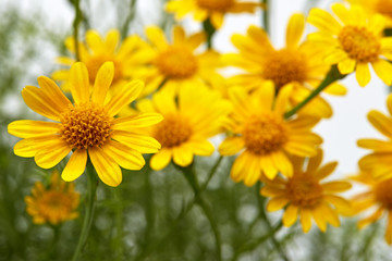 Obraz premium Field of yellow daisy