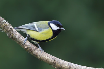 Kohlmeise (Parus major)