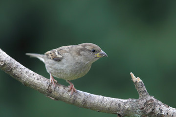 Hausssperling (Passer domesticus)