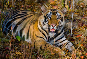 Naklejka na ściany i meble Wild tiger lying on the grass. India. Bandhavgarh National Park. Madhya Pradesh. An excellent illustration.