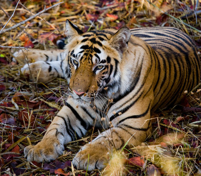Wild tiger lying on the grass. India. Bandhavgarh National Park. Madhya Pradesh. An excellent illustration.
