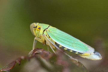 Cicadella viridis leafhopper. A striking green bug in the family Cicadellidae, found commonly...