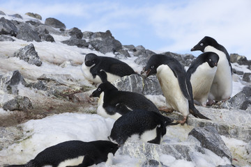 Obraz premium Adélie Penguin, Antarctica.