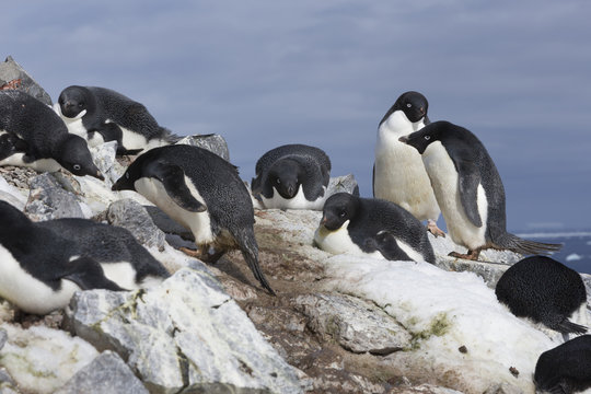 Adélie Penguin, Antarctica.