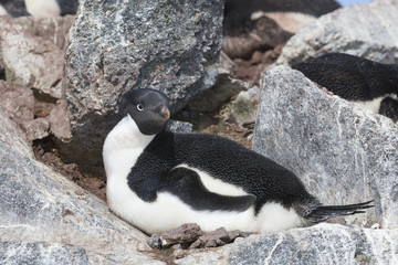 Fototapeta premium Adélie Penguin, Antarctica.