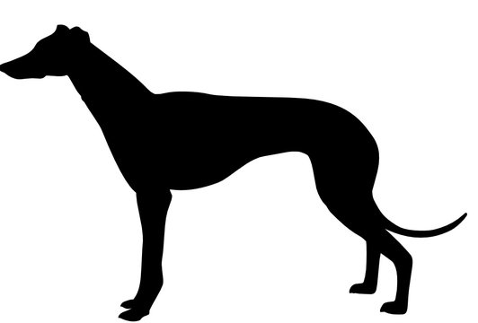 grayhound 
