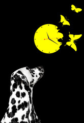 Dalmatian looks at the clock with butterflies