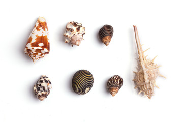 Seashell collection on the white background