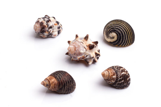 Seashell collection on the white background