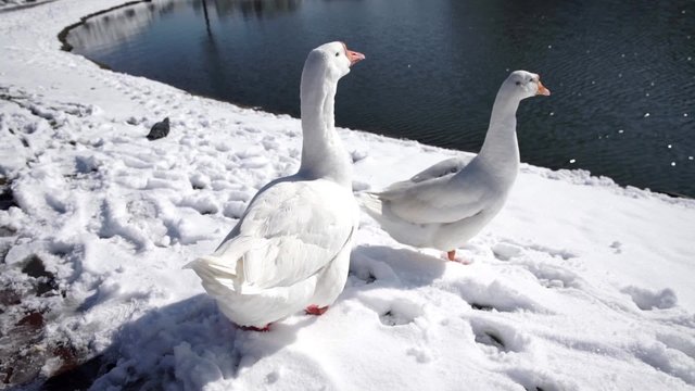 White goose eating on a snow lake