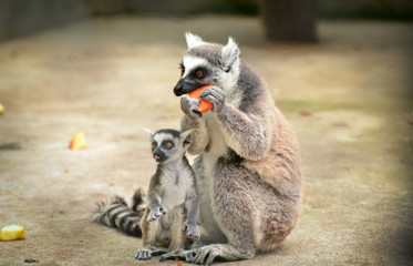 Lemur with cub © daria_serdtseva
