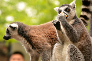 Fototapeta premium Lemur family on walk