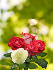 image of beautiful roses in the garden closeup