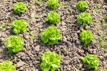 culture of organic salad in greenhouses