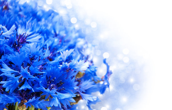 Fototapeta blue cornflowers
