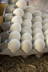 Panel eggs