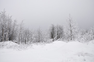 Молодая поросль на заброшенной территории за городом, покрытая густым свежевыпавшим снегом