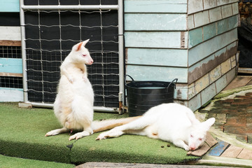 Two white Wallaby in the zoo © jeerapong